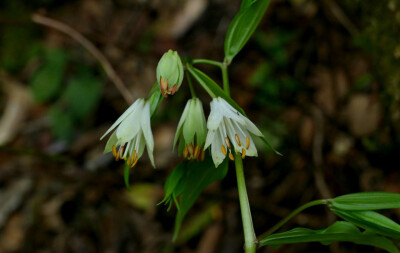 长蕊万寿竹 Disporum bodinieri ，秋水仙科万寿竹属。