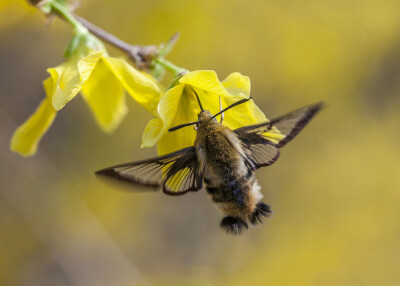 后黄黑边天蛾 Hemaris radians 访 连翘 Forsythia suspensa