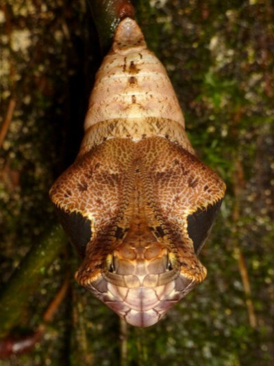 猫头鹰蝶（王朝环蝶、猫头鹰环蝶）Dynastor darius 的蛹 ，拟态蝮。