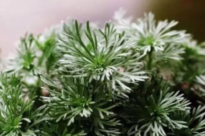 6月7日生日花 晨露草 花语 爱慕之心 花占卜 你缺乏自信 总爱胡思乱想的穷担心 令自己莫名其妙陷入思想困境中 你遇上喜欢的人 却不敢向对方表白 单思是件令人很苦恼的事情 还是下决心向他吐露爱慕之情吧 花箴言