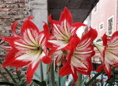 Hippeastrum rutilum 'Minerva' 朱顶红“米纳瓦”，石蒜科朱顶红属。