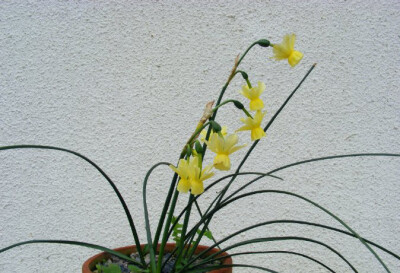 Narcissus triandrus x Narcissus jonquilla ，石蒜科水仙属。西班牙水仙（三蕊水仙）和长寿水仙杂交的后代。