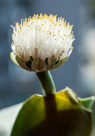 虎耳兰 Haemanthus albiflos ，石蒜科虎耳兰属。