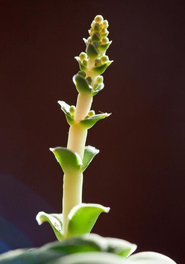 Crassula hemisphaerica 巴，景天科青锁龙属。花剑。