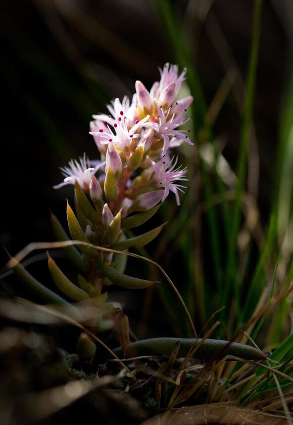 瓦松 Orostachys fimbriata ，景天科瓦松属。