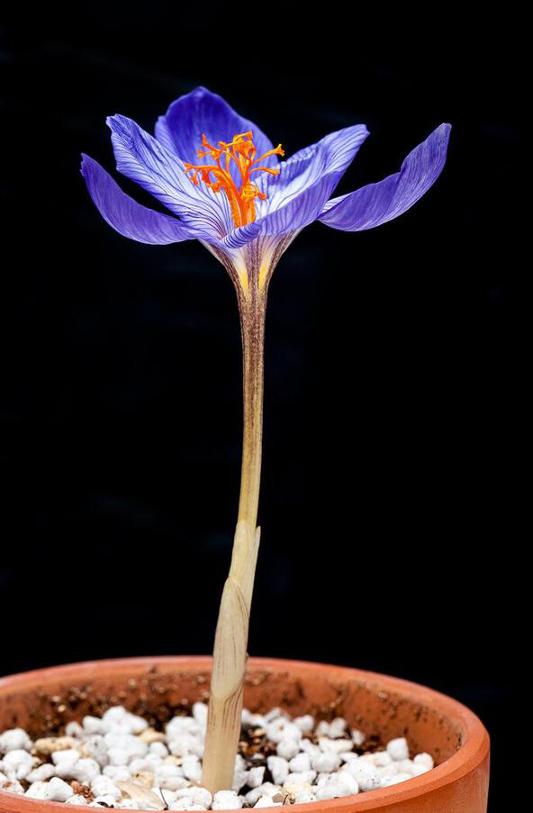 华丽番红花（高贵番红花）Crocus speciosus ，番红花属。