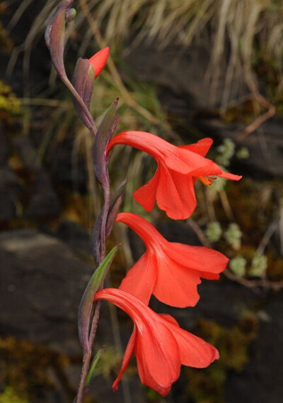 弯管唐菖蒲 Gladiolus watsonioides ，唐菖蒲属。这是高海拔段少有的花大而艳丽的种类，生于东非高山地带海拔3000米以上的岩石缝中，花被管强烈向下弯曲，似弯管鸢尾属 Watsonia ，故名。