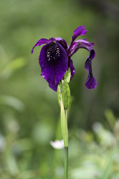 金脉鸢尾 Iris chrysographes ，鸢尾属。