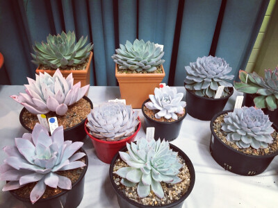 succulents show @ Mt Coot-tha