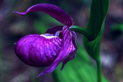 大花杓兰 Cypripedium macranthos ，杓兰属