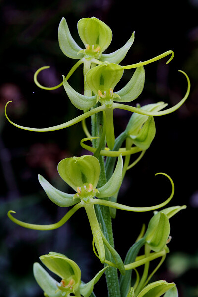 粉叶玉凤花 Habenaria glaucifolia ，玉凤花属。