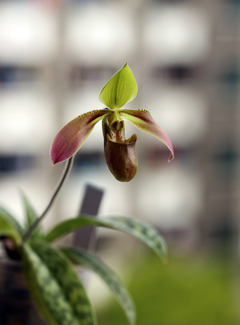 卷萼兜兰paphiopedilumappletonianum兜兰属