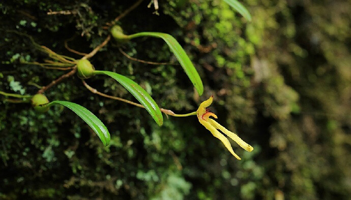 毛药卷瓣兰 Bulbophyllum omerandrum ，石豆兰属。