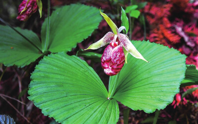 扇脉杓兰 Cypripedium japonicum ，杓兰属。