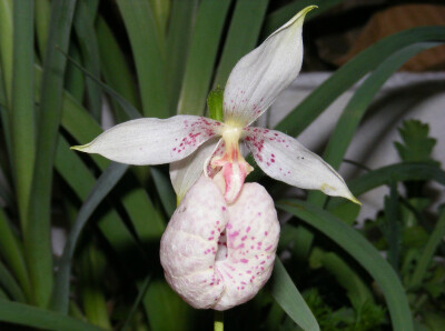 台湾杓兰 Cypripedium formosanum ，杓兰属。