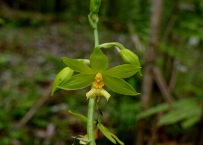 通麦虾脊兰 Calanthe griffithii ，虾脊兰属。