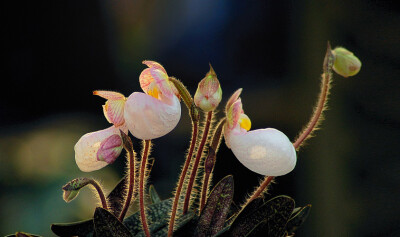 硬叶兜兰 Paphiopedilum micranthum ，兜兰属。