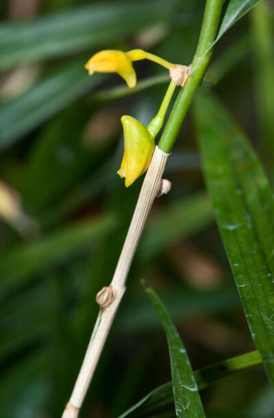 竹枝石斛 Dendrobium salaccense，石斛属。枝条像竹子一样细而硬，花极小，开放时有些花的子房不扭转180度（所以看起来是倒着开花的）。在中国只有狭义的热带地区有这个种的分布。海拔不高，但需要高温高湿养护。