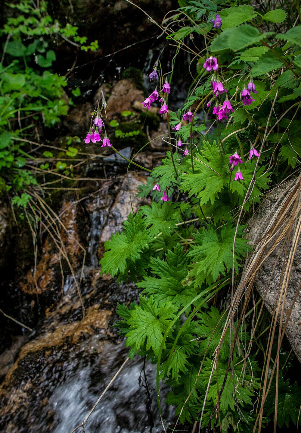 Cortusa matthioli subsp. pekinensis 河北假报春，报春花科假报春属。