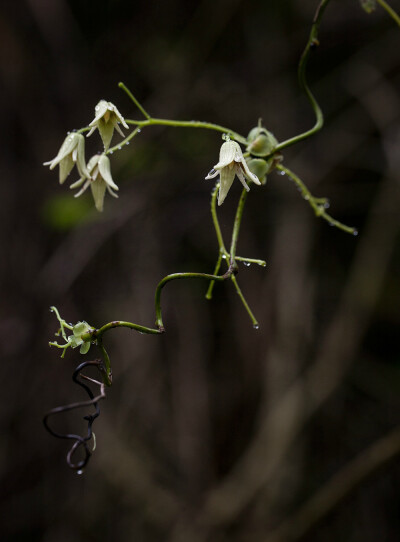 Stauntonia obovatifoliola subsp. urophylla 尾叶那藤，木通科野木瓜属。原种 S. obovatifoliola 名为“石月”，名字都很漂亮啊。