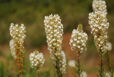 安哥拉翘掌花 Hebenstretia angolensis ，列当科(原玄参科)翘掌花属。