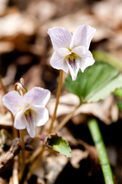 北京堇菜 Viola pekinensis ，堇菜科堇菜属。