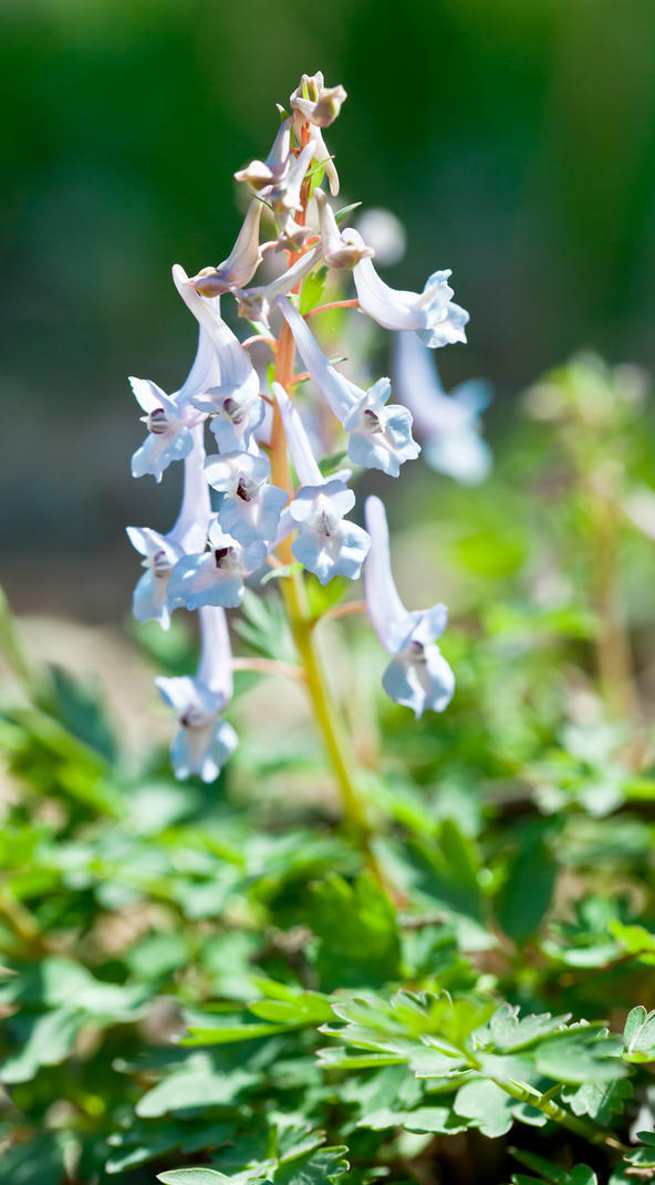 北京延胡索 Corydalis gamosepala ，紫堇科（广义罂粟科荷包牡丹亚科）紫堇属。