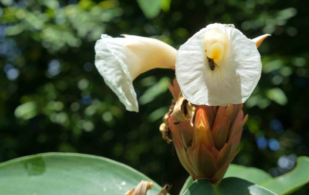 闭鞘姜 Costus speciosus ，闭鞘姜科闭鞘姜属。