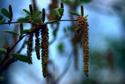 柴桦 Betula fruticosa ，桦木科桦木属。