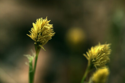 寸草 Carex duriuscula ，莎草科薹草属。