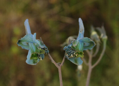 大距翠雀 Delphinium macrocentron ，毛茛科翠雀属。