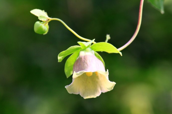 党参（原变种）Codonopsis pilosula var. pilosula（素花党参 Codonopsis pilosula var. modesta），桔梗科党参属。