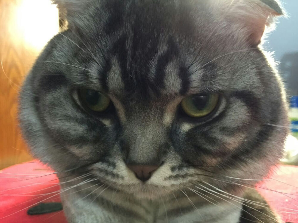 帅气的虎头被剃毛变丑以后还在不要脸的耍帅。