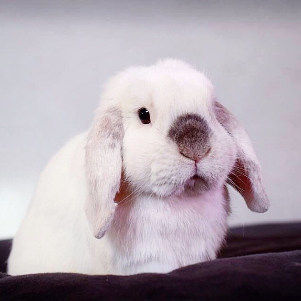 每天都被这只叫exempel的4岁瑞典兔子萌哭15(2950080001