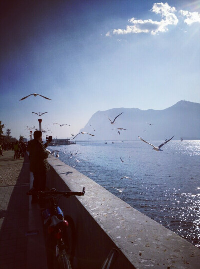 滇池大坝•海鸥