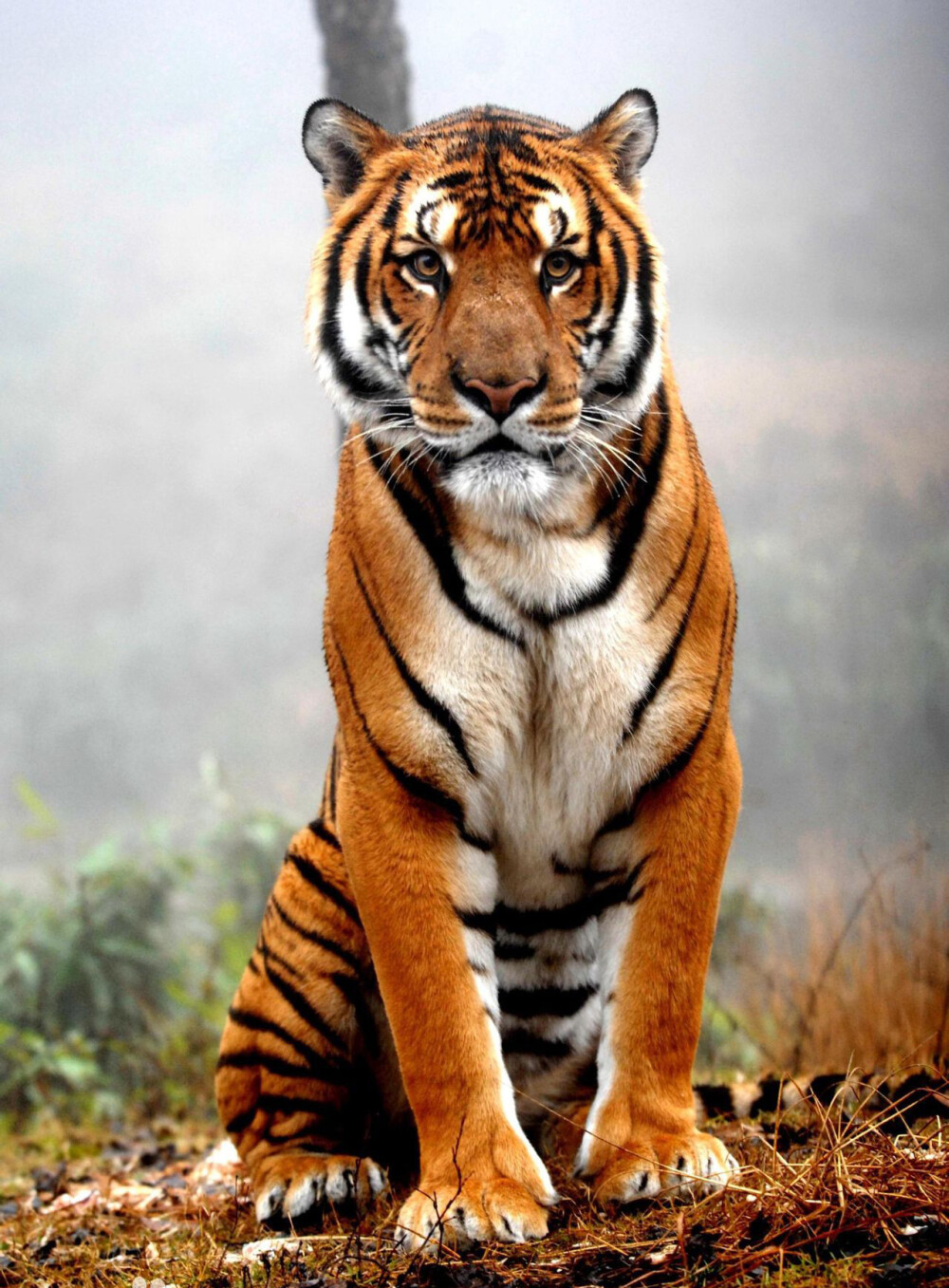 新疆虎(学名:panthera tigris lecoqui,亚种名亦有lecoqi的拼写)也叫