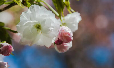 最美不过四月天