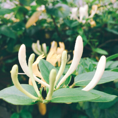 夏天 金银花 米黄色