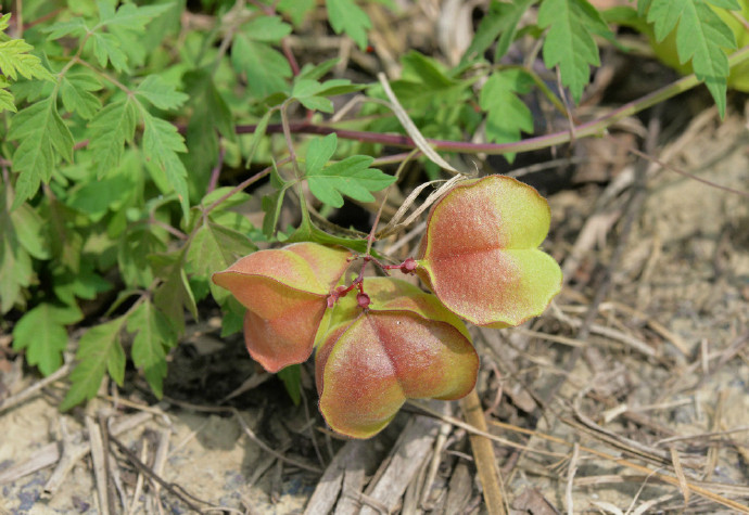 倒地铃 Cardiospermum halicacabum ，无患子科倒地铃属。