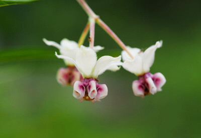 钉头果（气球果、唐棉）Gomphocarpus fruticosus ，夹竹桃科钉头果属。