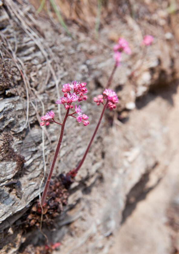 独根草 Oresitrophe rupifraga ，虎耳草科独根草属。花期就是孤零零的一枝花，其余时候就是孤零零的一片叶子，好在一般一片区域内都会有一片小群落，看起来不会太孤单。话说度娘搜索“独根草”出来的结果大都是列当科植物......嗯......O. rupifraga 是少见所以信息少点可以理解......