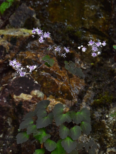 盾叶唐松草 Thalictrum ichangense ，毛茛科唐松草属。所有的唐松草到了花期看起来都特别清新，一片小烟花的感觉。