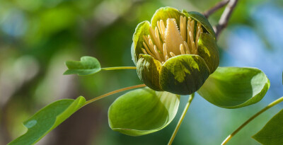 鹅掌楸 Liriodendron chinense ，木兰科鹅掌楸属。国内行道树常用的“鹅掌楸”其实大都是杂种鹅掌楸 Liriodendron chinense x tulipifera 来着。