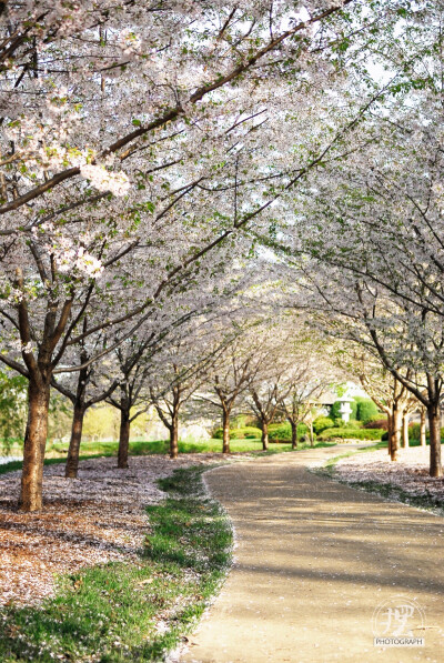 Japanese Garden@美国university of Illinois at urbana-champaign 母校不仅有各种辉煌的历史和成绩，也是一个四季美如画的摄影圣地。