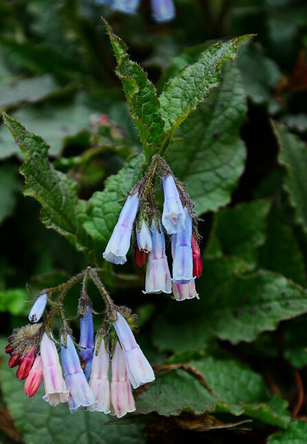 高加索聚合草 Symphytum caucasicum ，紫草科聚合草属。