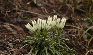 高山龙胆 Gentiana algida ，龙胆科龙胆属。