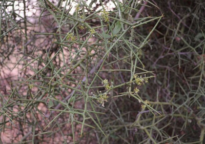 光叶卤刺树 Balanites glabra ，蒺藜科（原隶属于卤刺树科）卤刺树属。光秃秃的一个属，叶的功能很多由枝条承担，然后又特化出了很多枝刺......