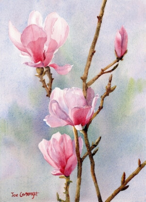 听说夏天和水彩画更配奥，红玉兰水彩画，Joe Cartwright - An Australian watercolour artist.