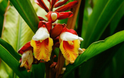 红多山姜 Alpinia 'Hongduo' ，姜科山姜属。