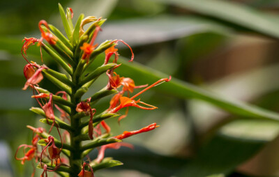 红姜花 Hedychium coccineum ，姜科姜花属。